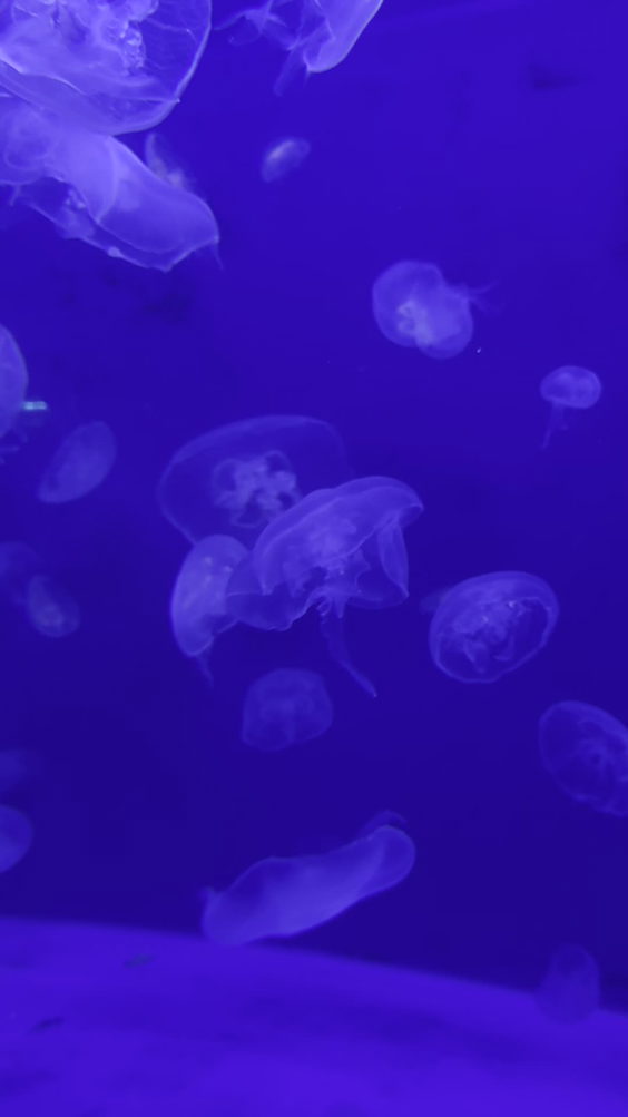 Aquarium Dining