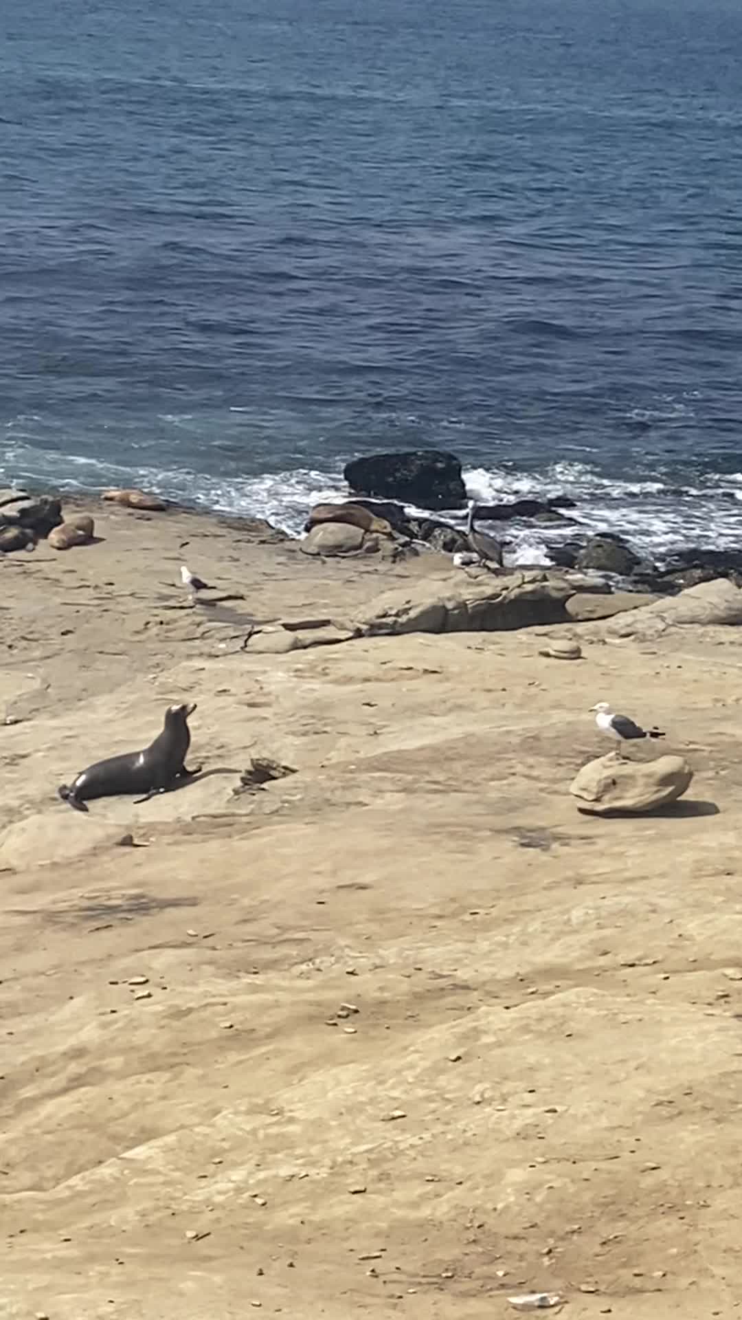 Video review of La Jolla Shores Beach