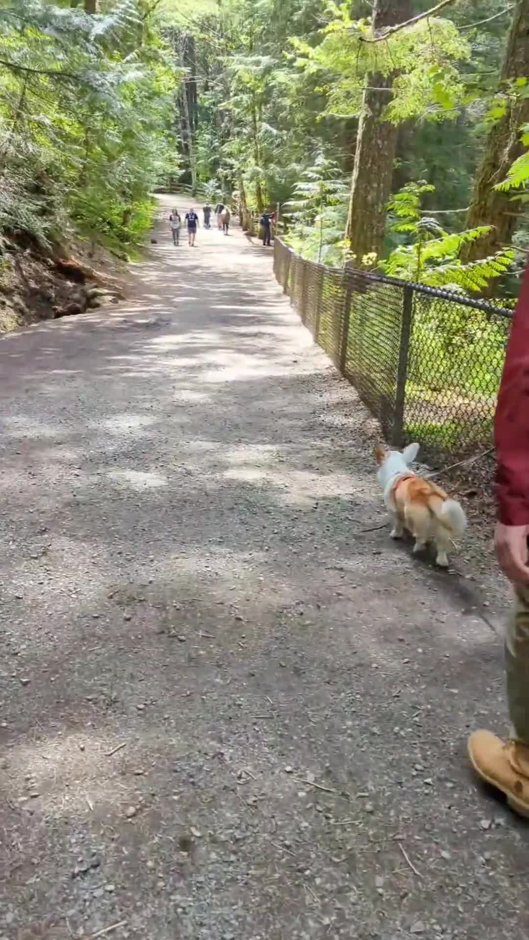 Video review of Brandywine Falls