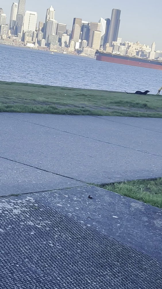 Alki Beach Path