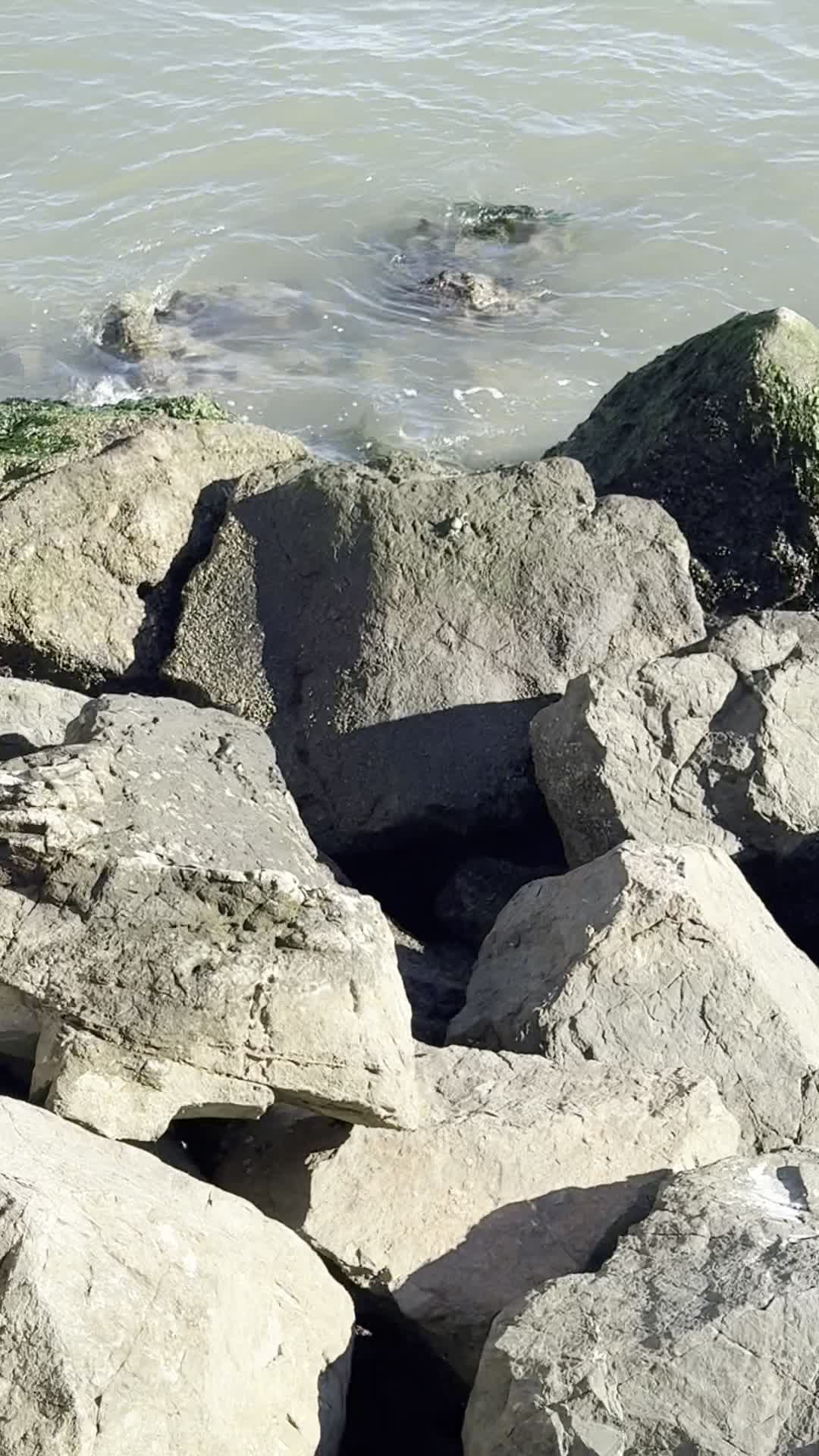 Video review of Sausalito Yacht Club