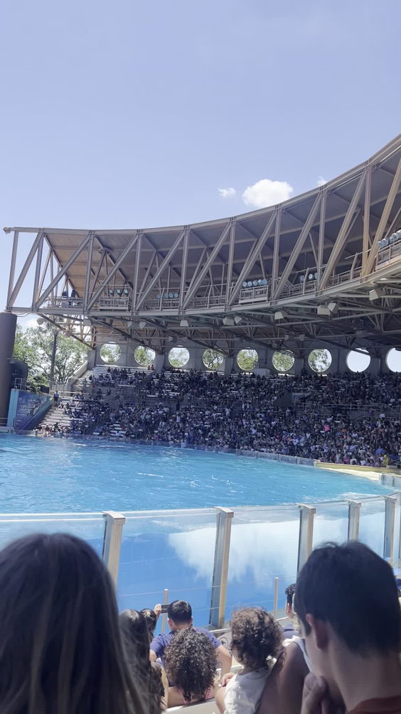 Shamu Rocks
