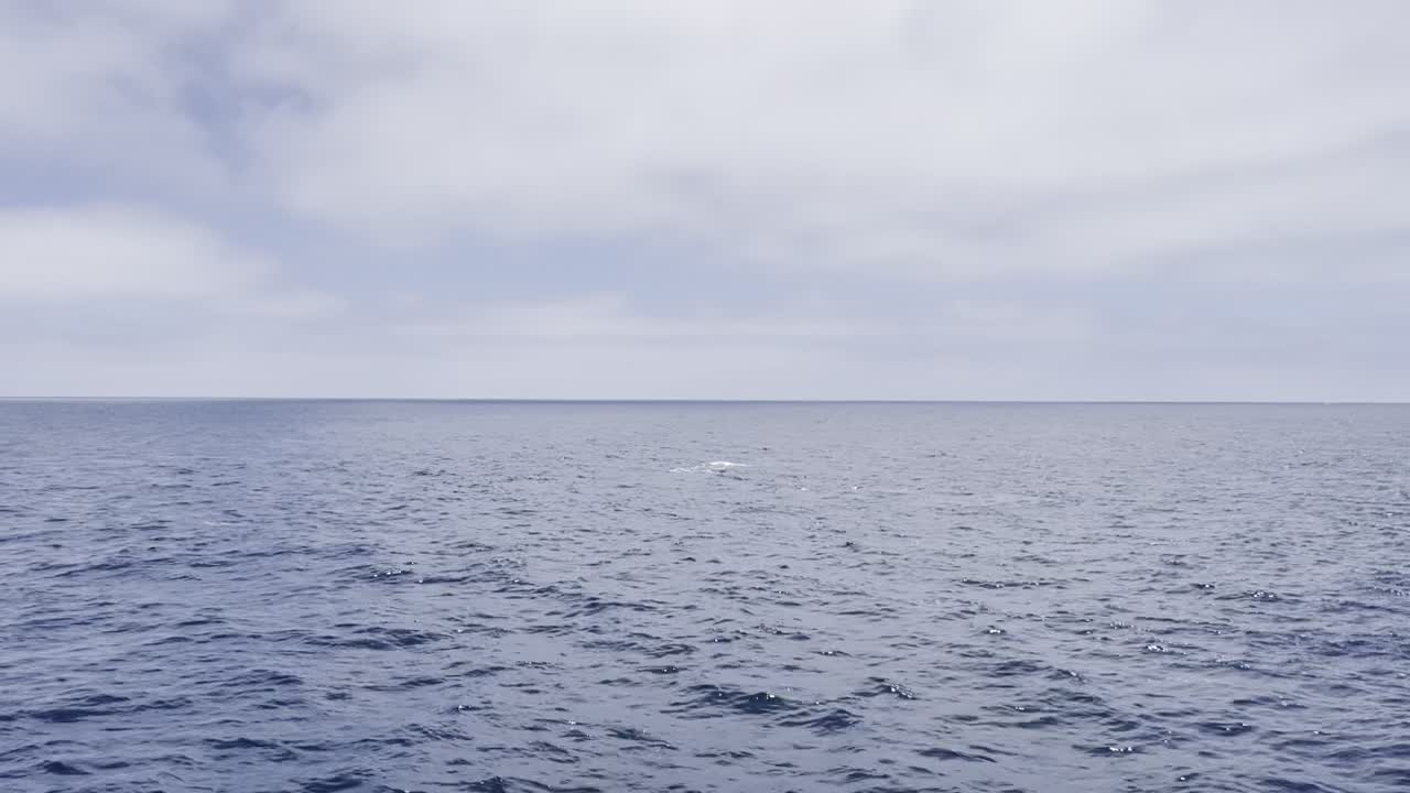 Long Beach Harbor Cruise