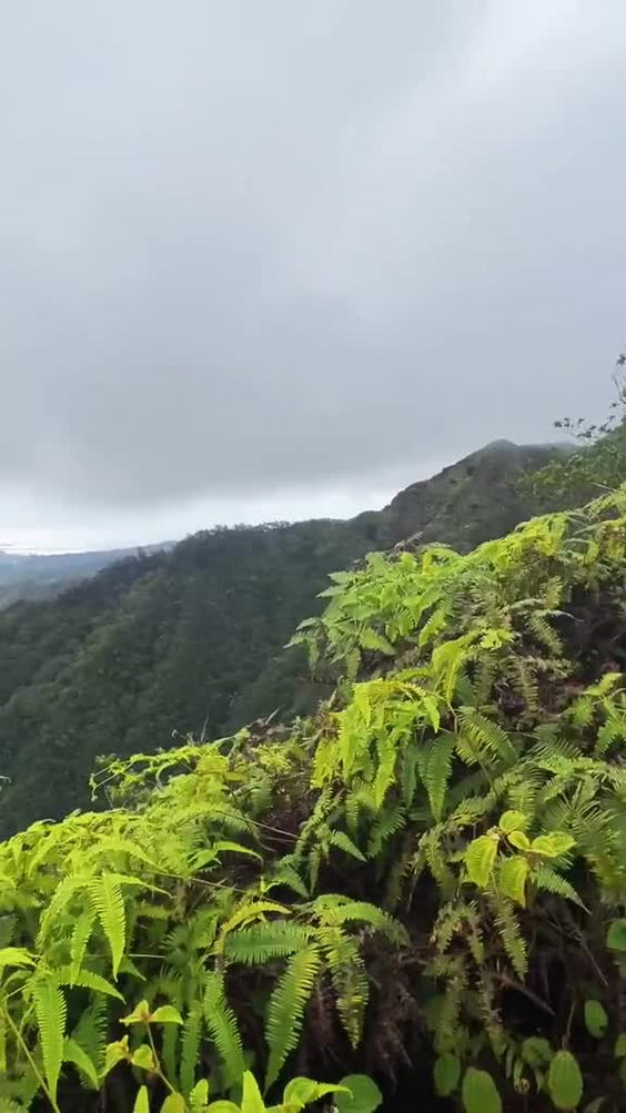 Kuli‘ou‘ou Ridge Trailhead