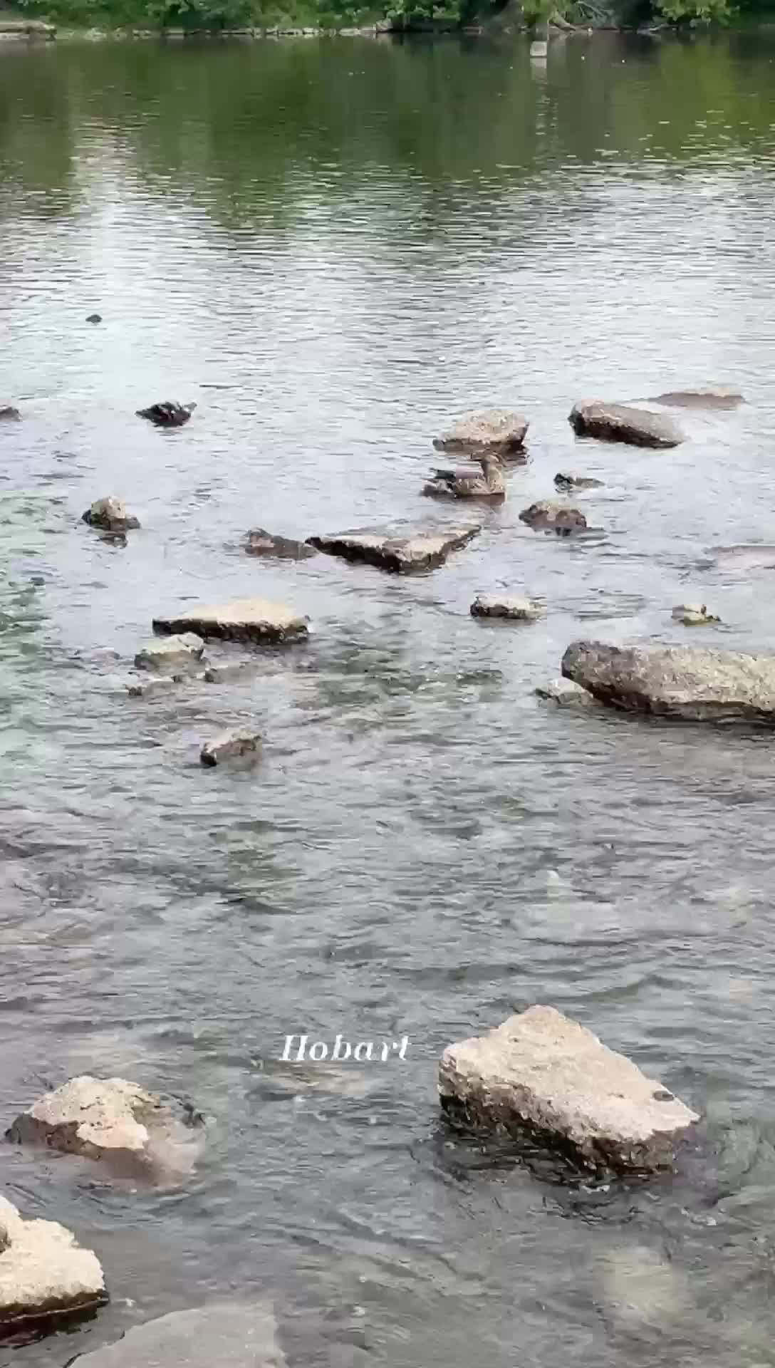 Hobart Lakefront