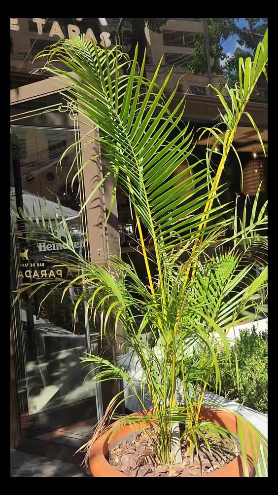 Nelson Mandela Square - 151 Grosvenor Rd