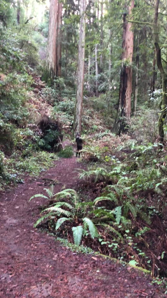 Samuel P. Taylor State Park