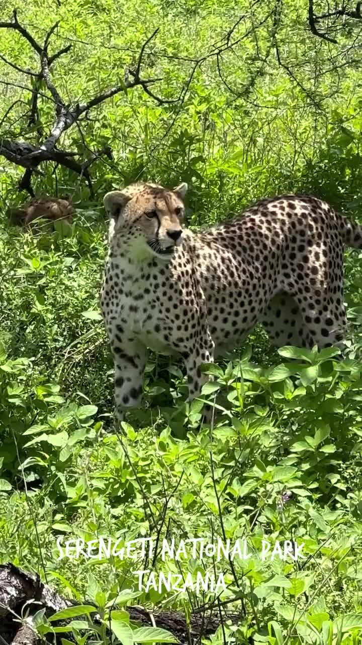 Serengeti