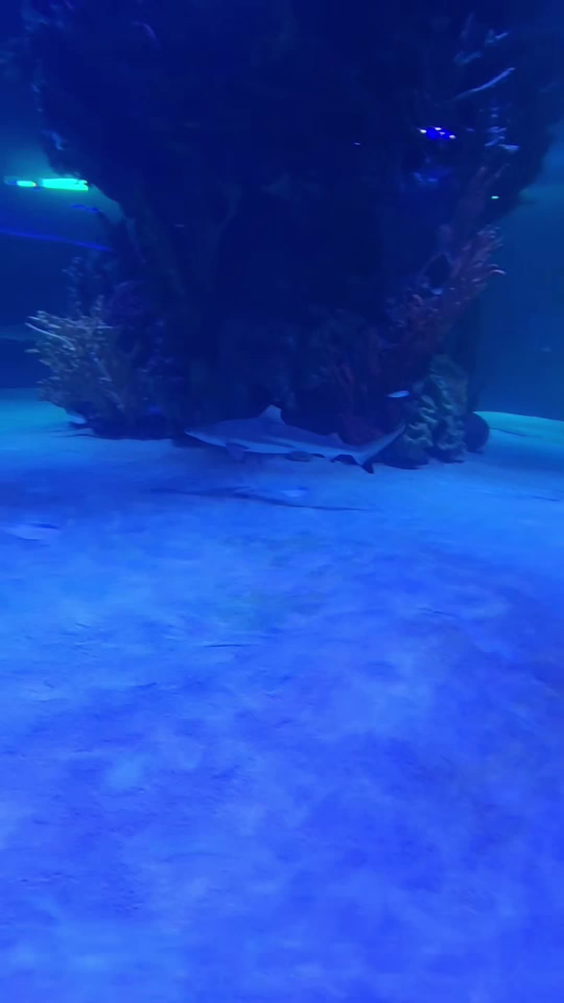 Legasea Aquarium