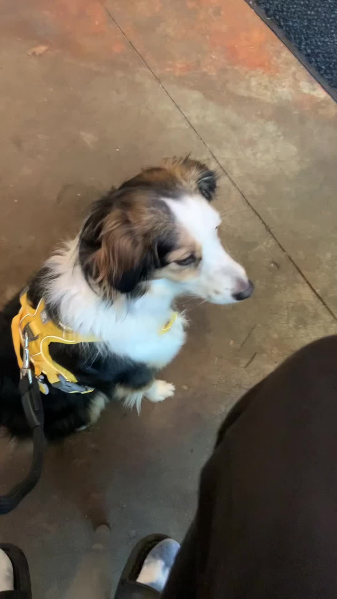 Video review of Stumptown Coffee Roasters