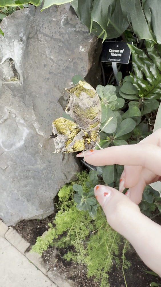 Butterfly Biosphere