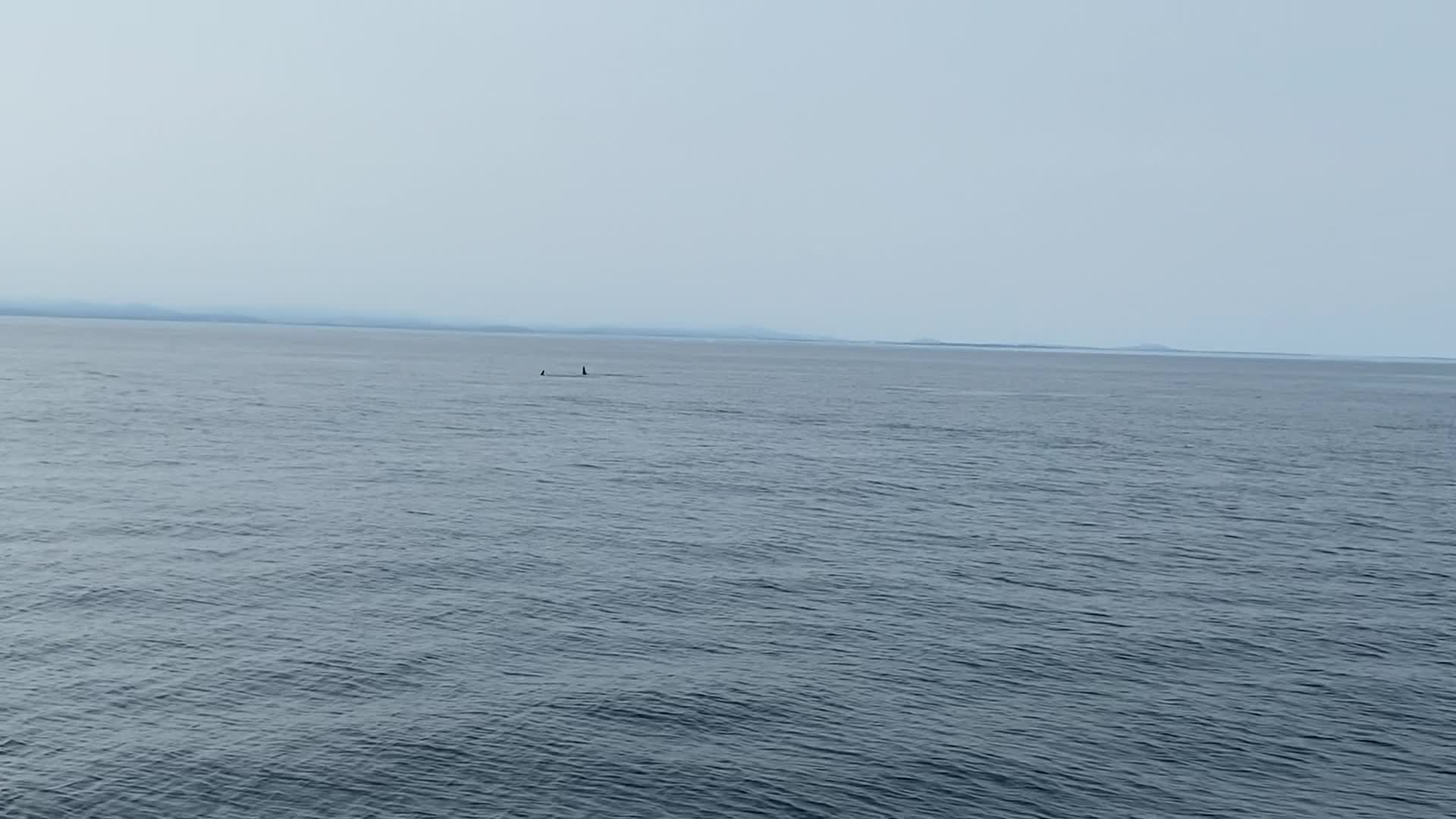 Puget Sound Express