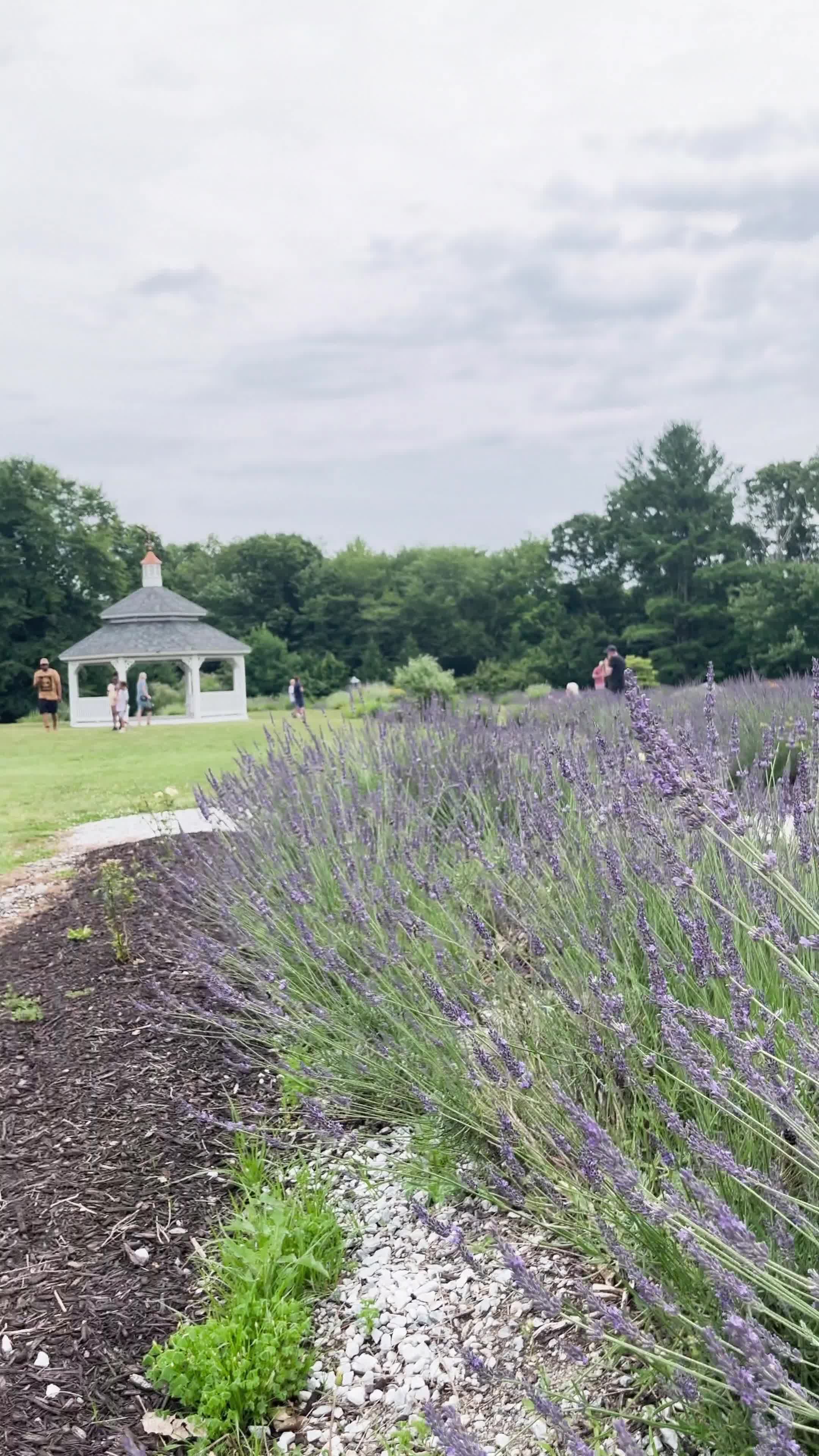 Lavender Pond Farm
