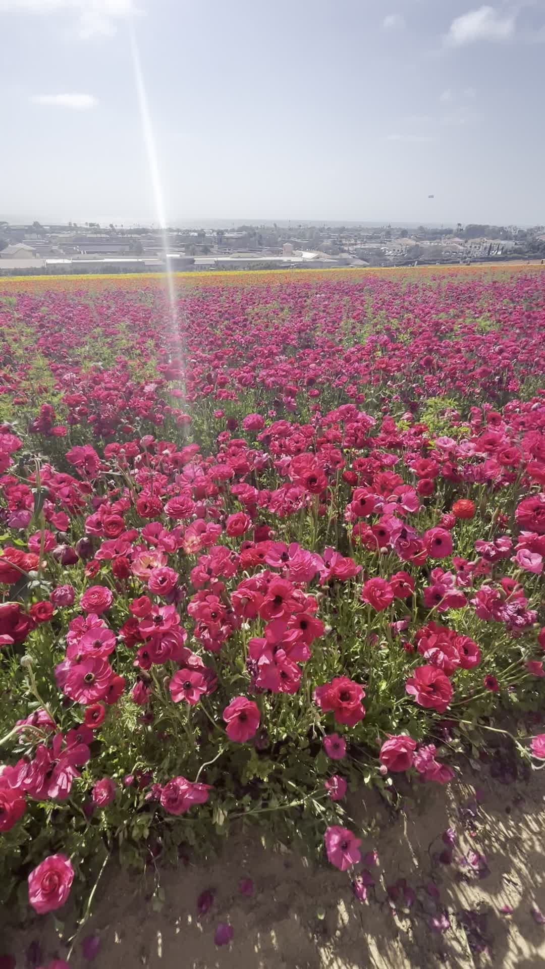 Video review of The Flower Fields