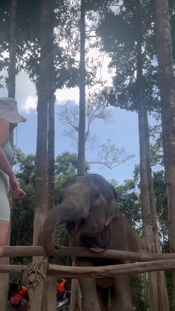 Elephant jungle sanctuary, samui