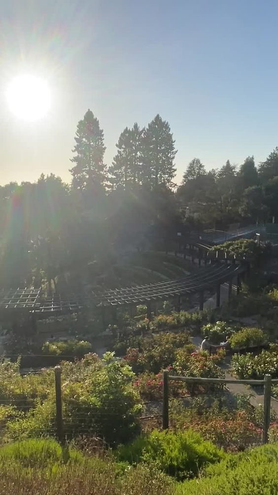 Berkeley Rose Garden