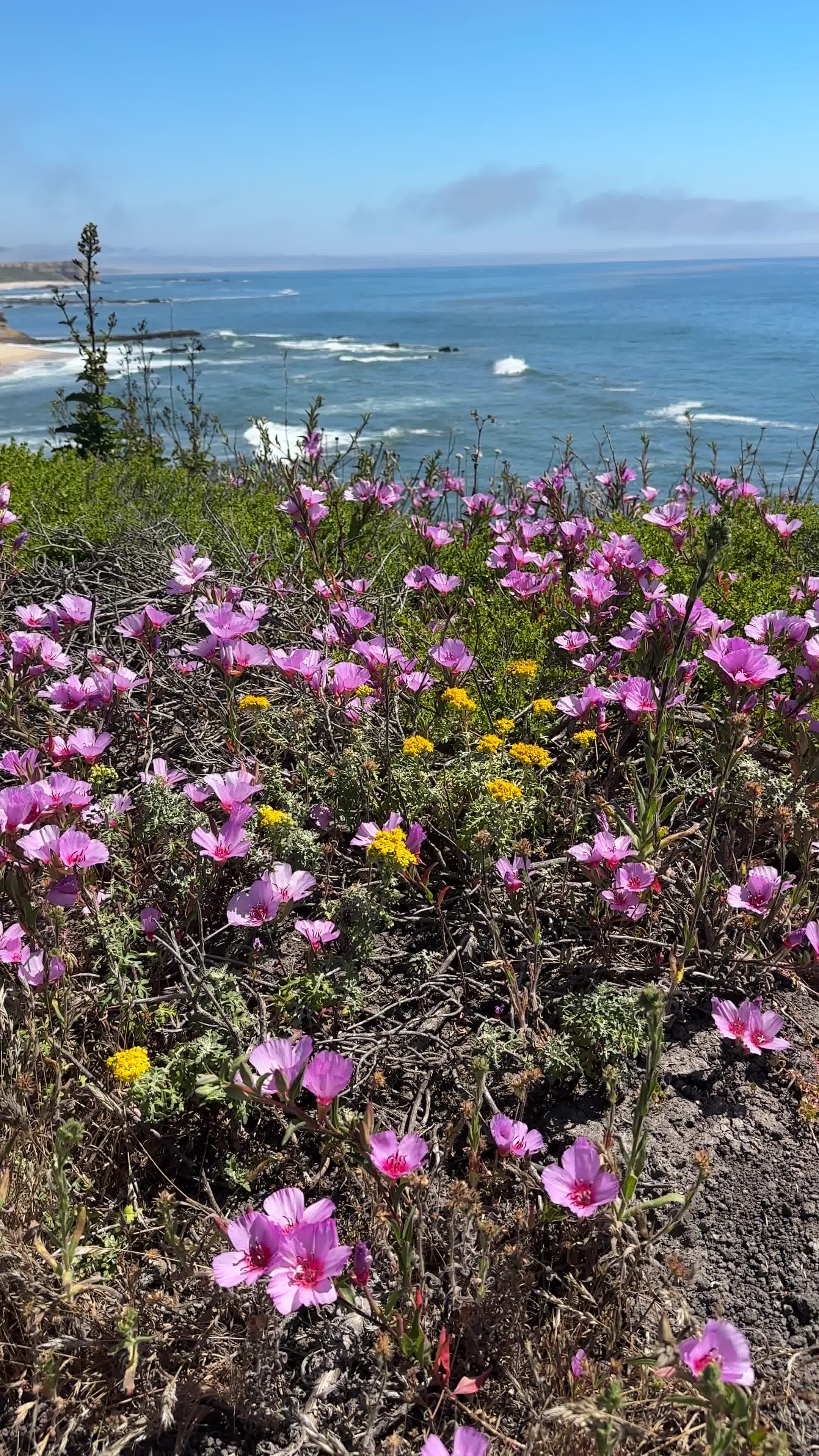 Cowell-Purisima Trail