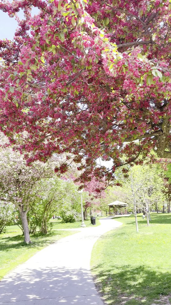Parc Westmount Park