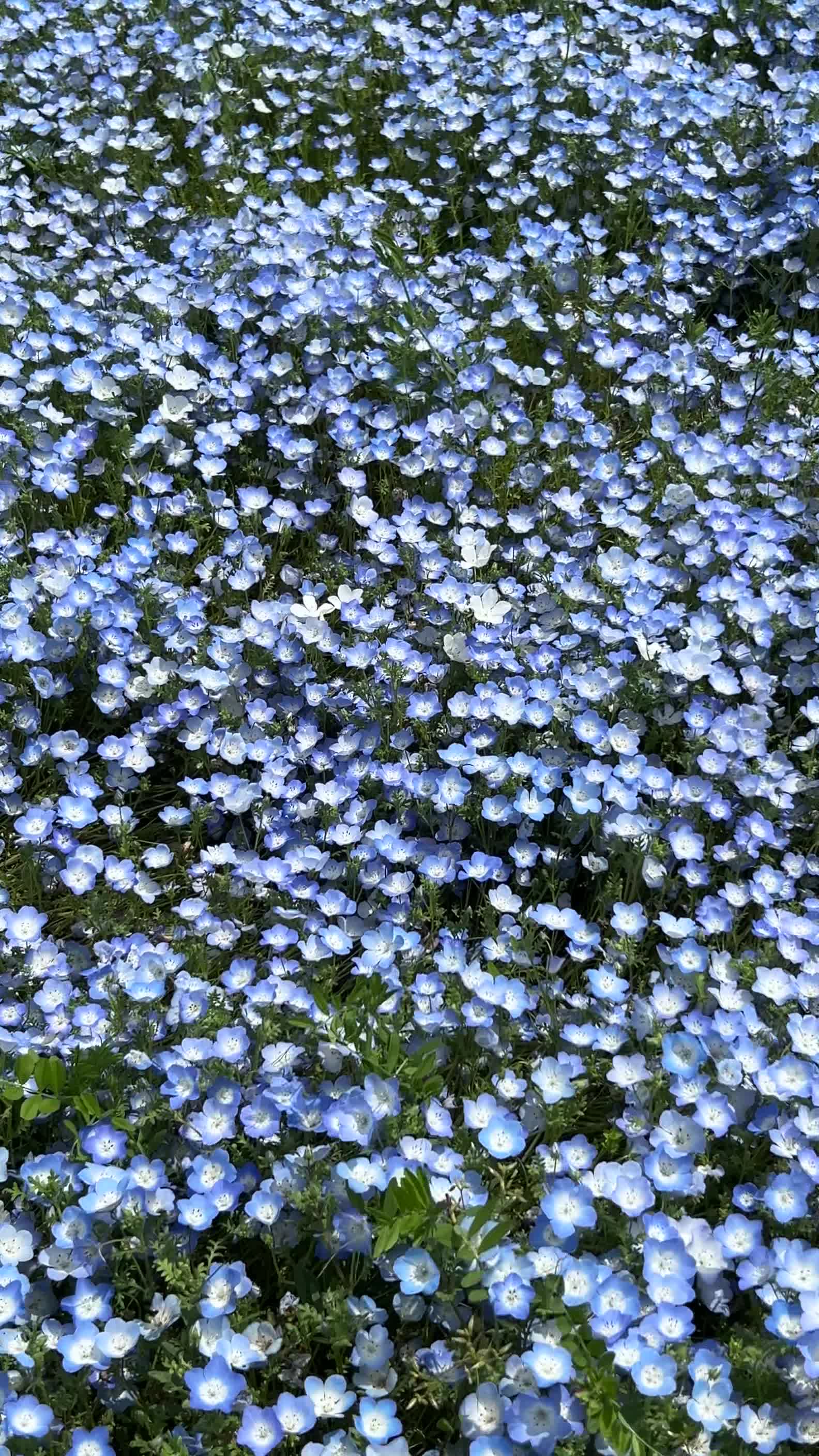 Hitachi Seaside Park (国営ひたち海浜公園)