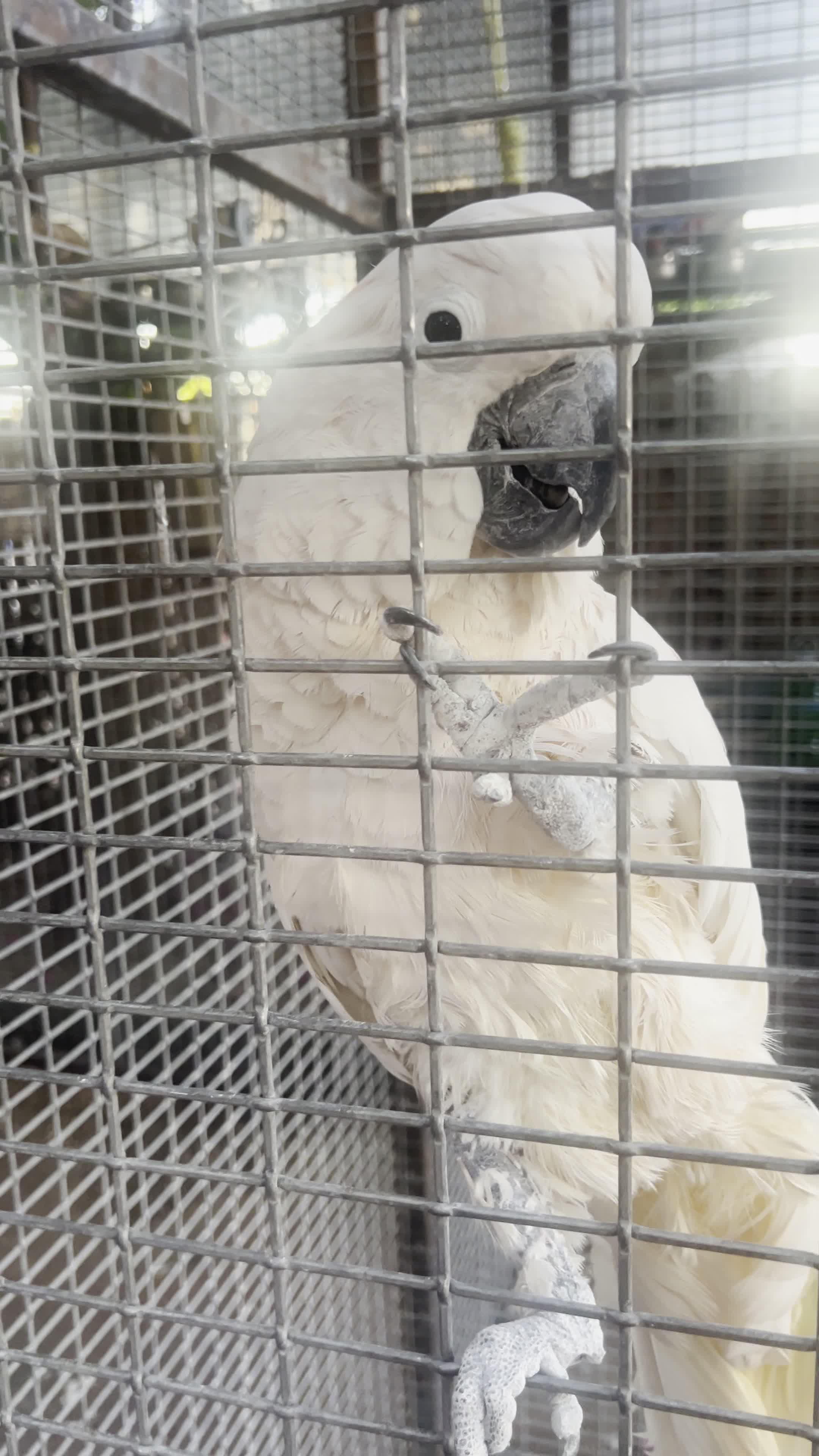 The Perch Pub & Brewery