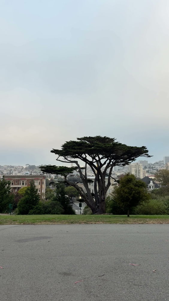 Alamo Square Dog Park