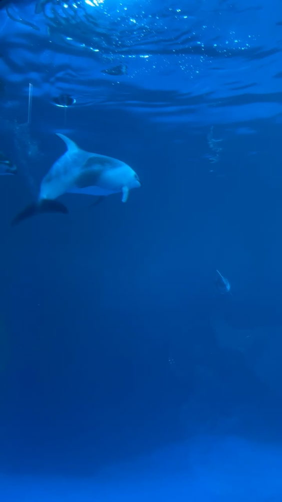 Shedd Aquarium