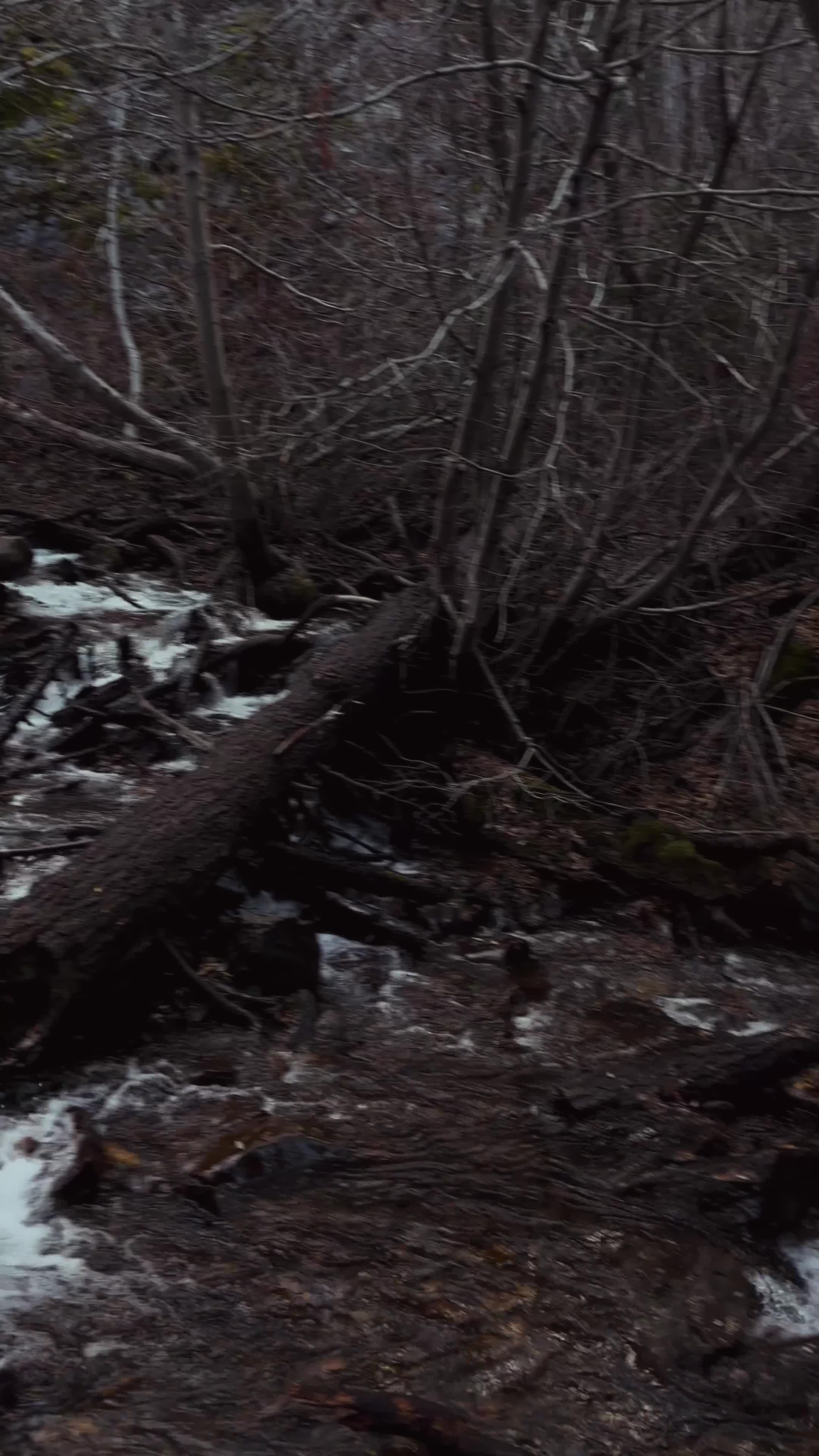 Hunter Creek Trail