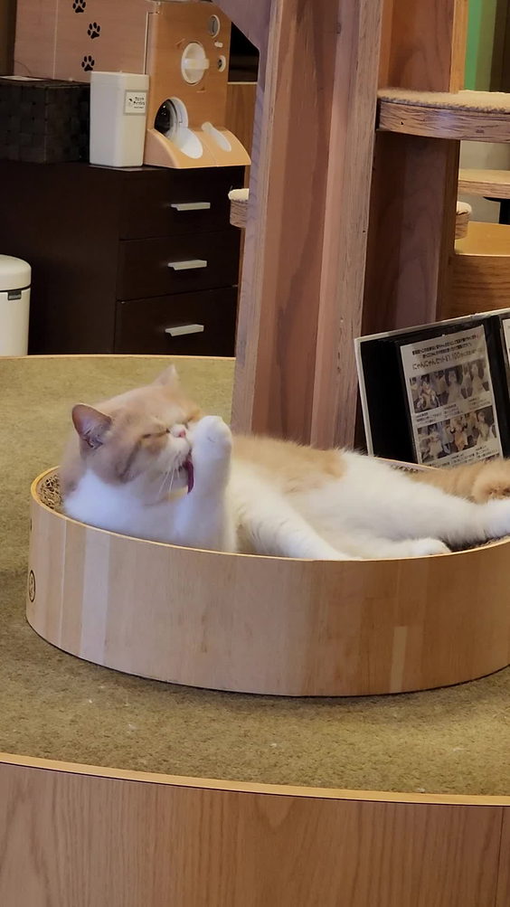 猫カフェ MOCHA