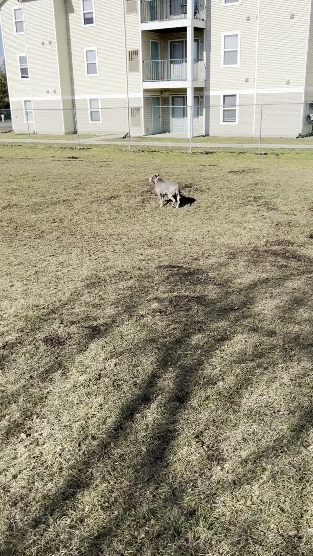 Chandlers crossings dog park