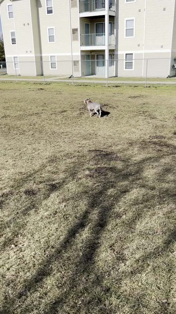 Chandlers crossings dog park