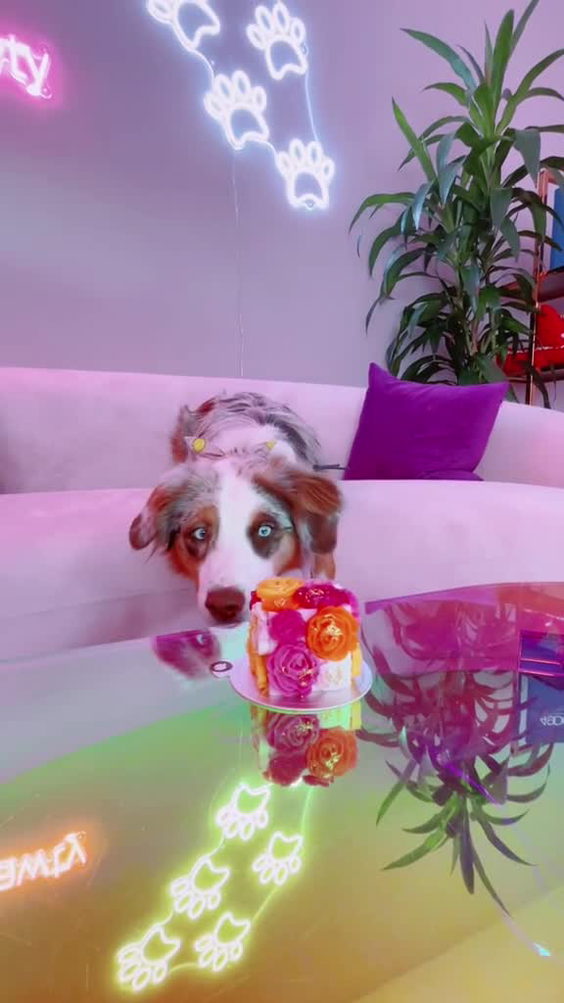 Mishka Dog Boutique