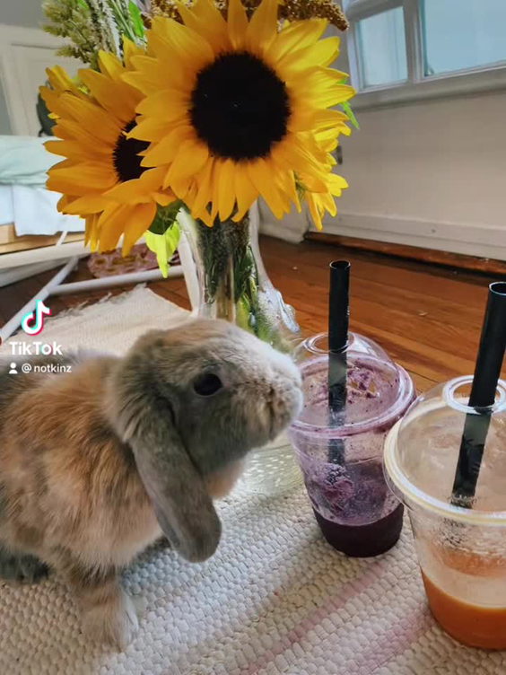 Hello Juice & Smoothie
