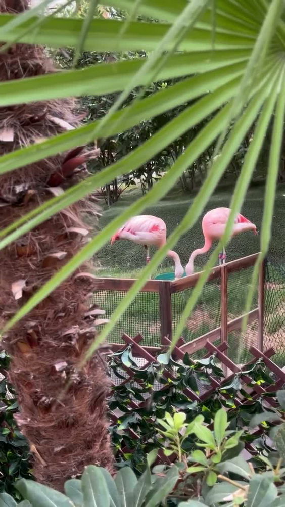 Flamingo Wildlife Habitat