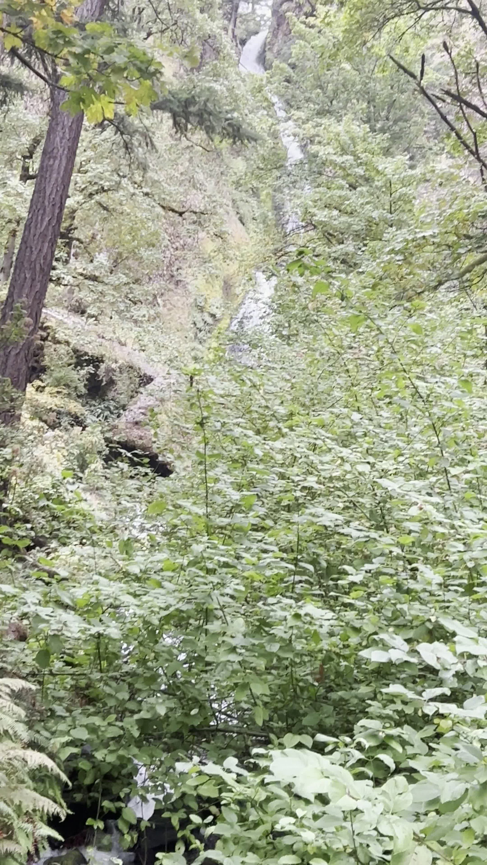 Video review of Wahkeena Falls
