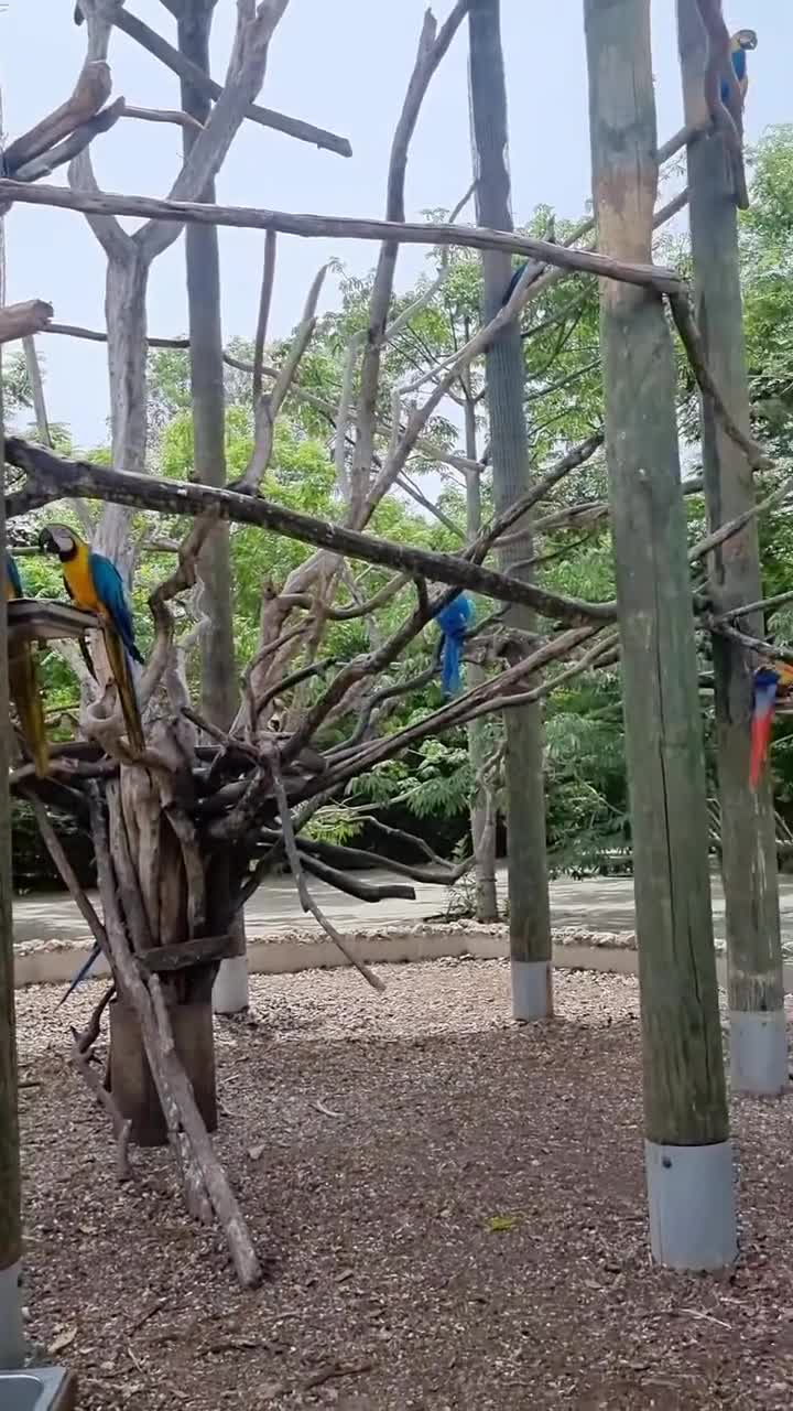 Barú Aviario