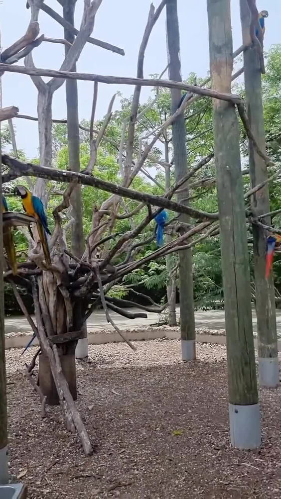 Barú Aviario