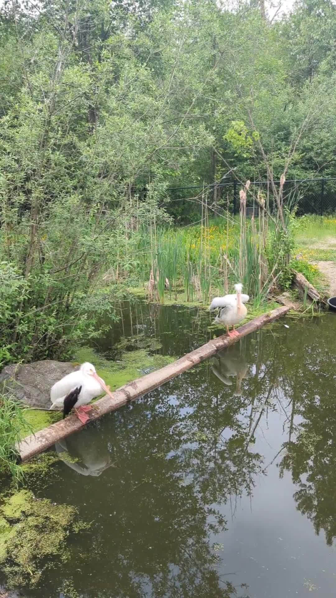 Vancouver Zoo
