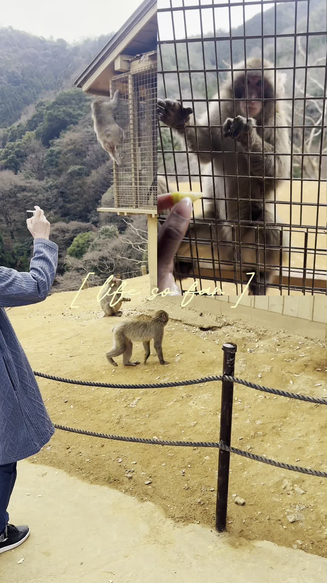 Arashiyama Monkey Park Iwatayama