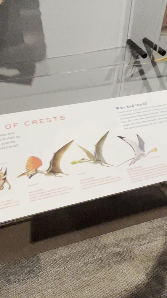 The Witte Museum