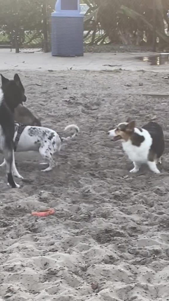 Meadow Woods Dog Park