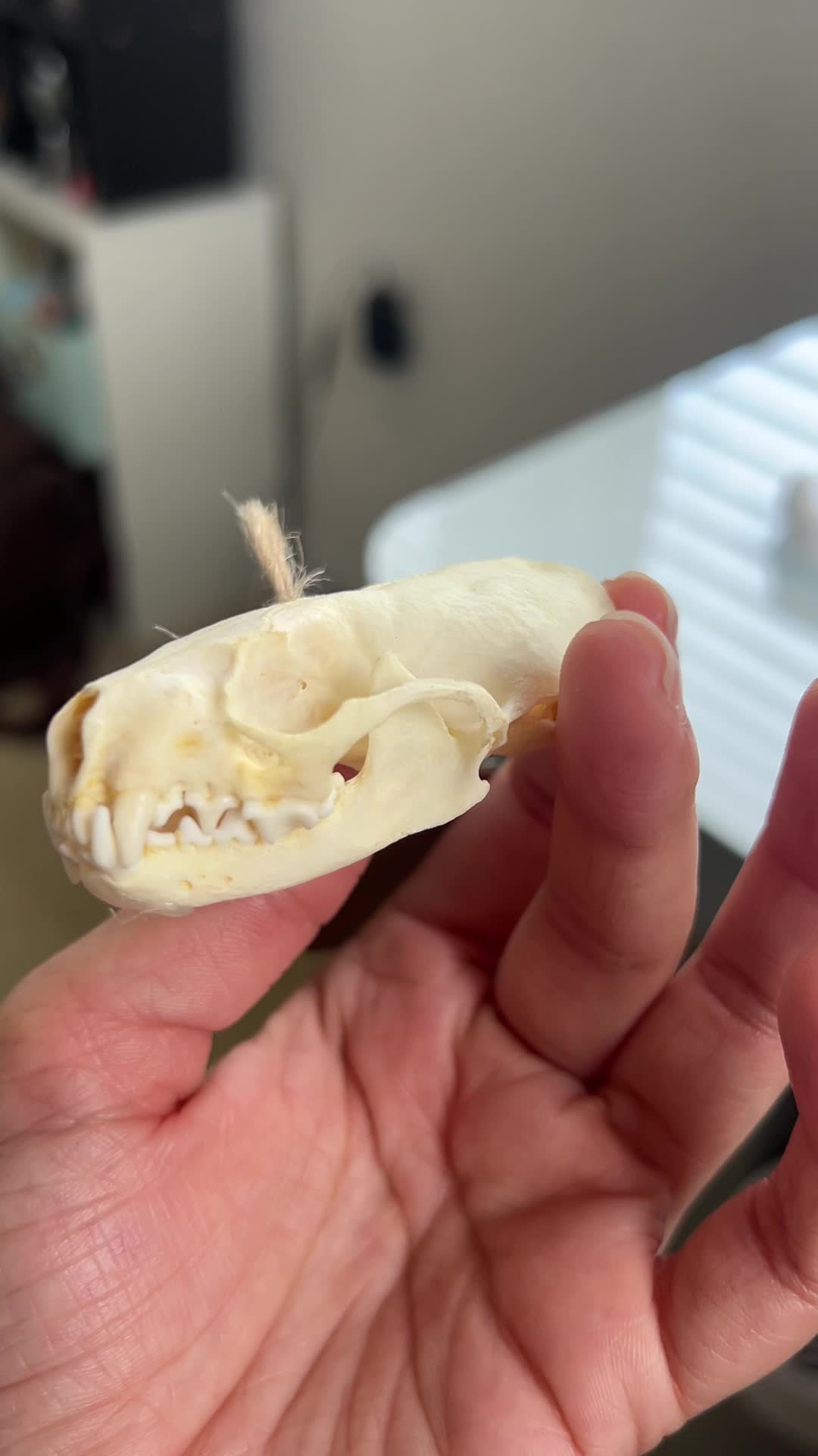 Little Green A Plant Bar