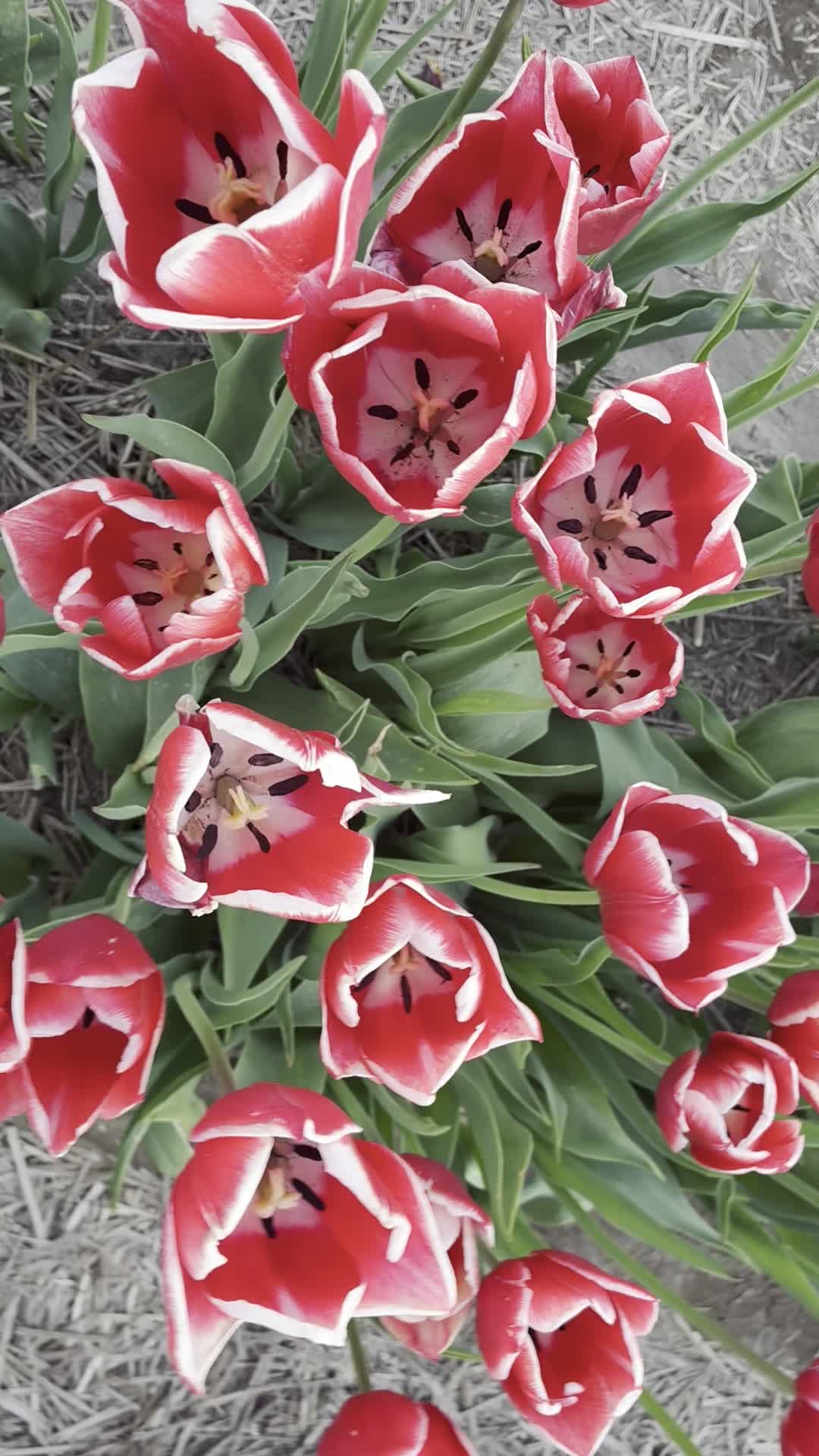 Lakeland Flowers