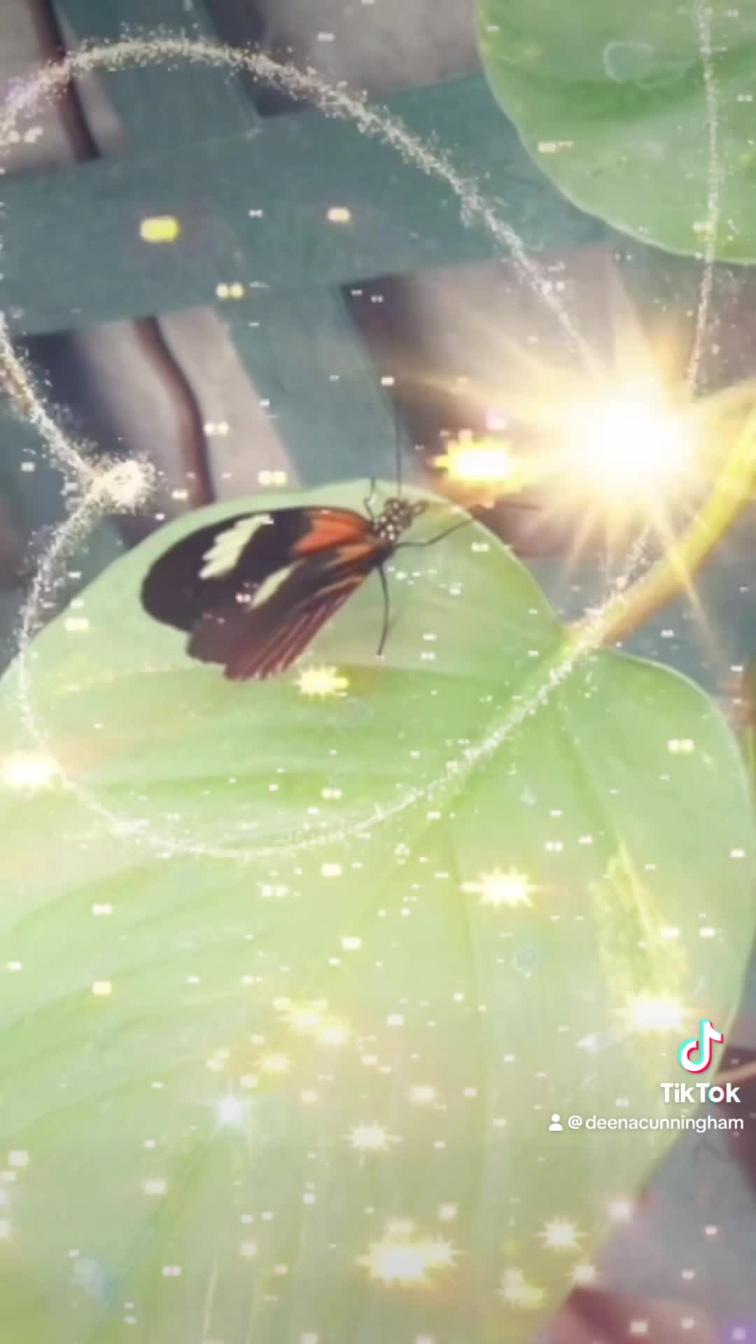 Sertoma Butterfly House & Marine Cove