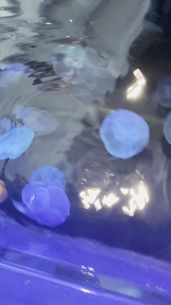 Ripley's Aquarium of Myrtle Beach