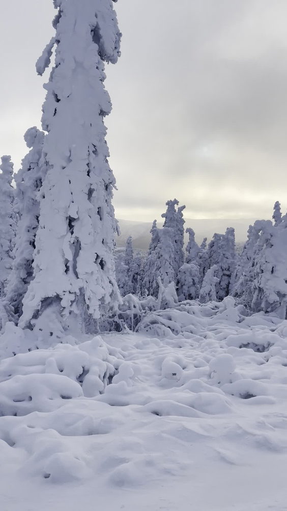 Northern Alaska Tour Company