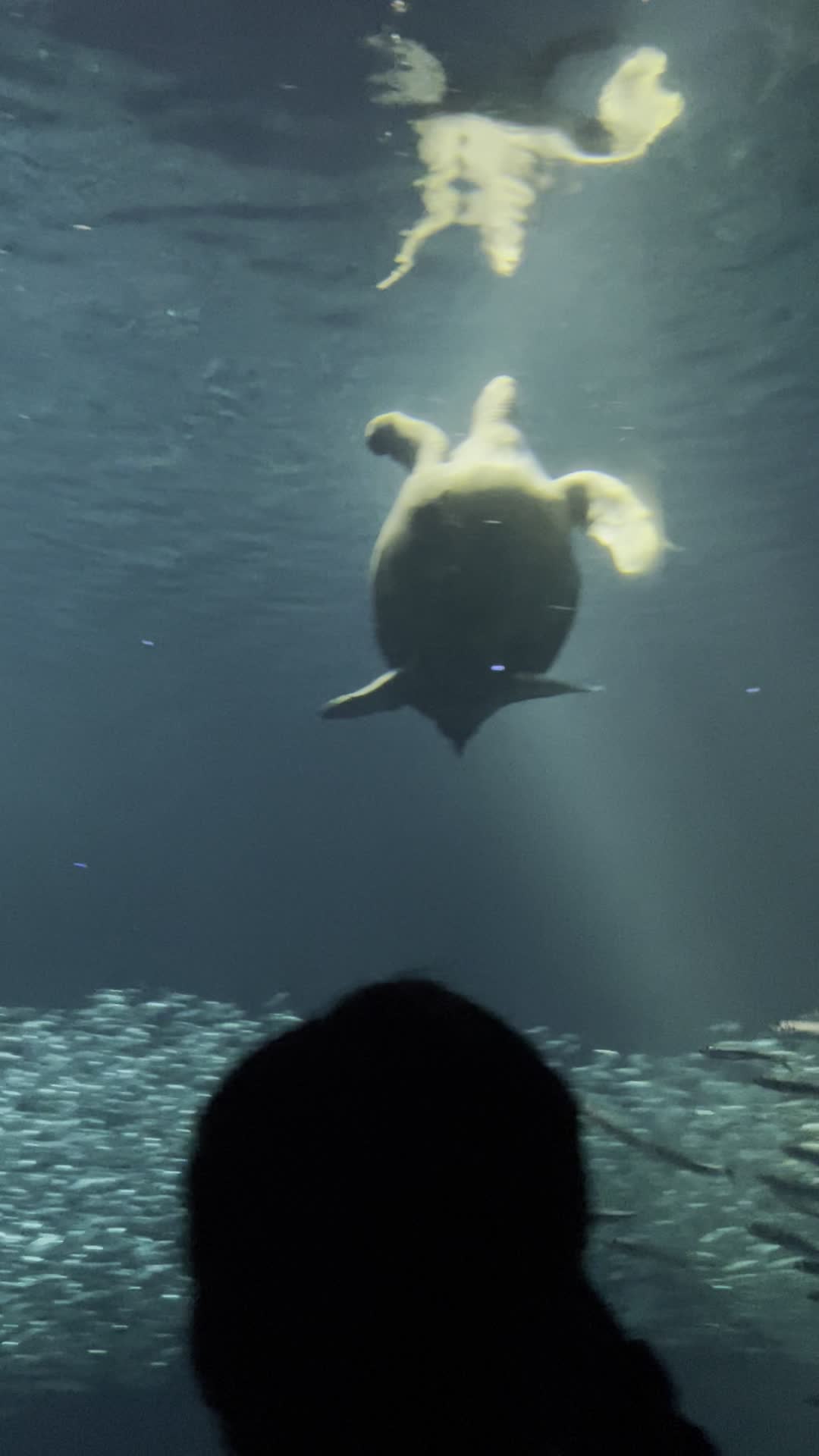 Video review of Monterey Bay Aquarium