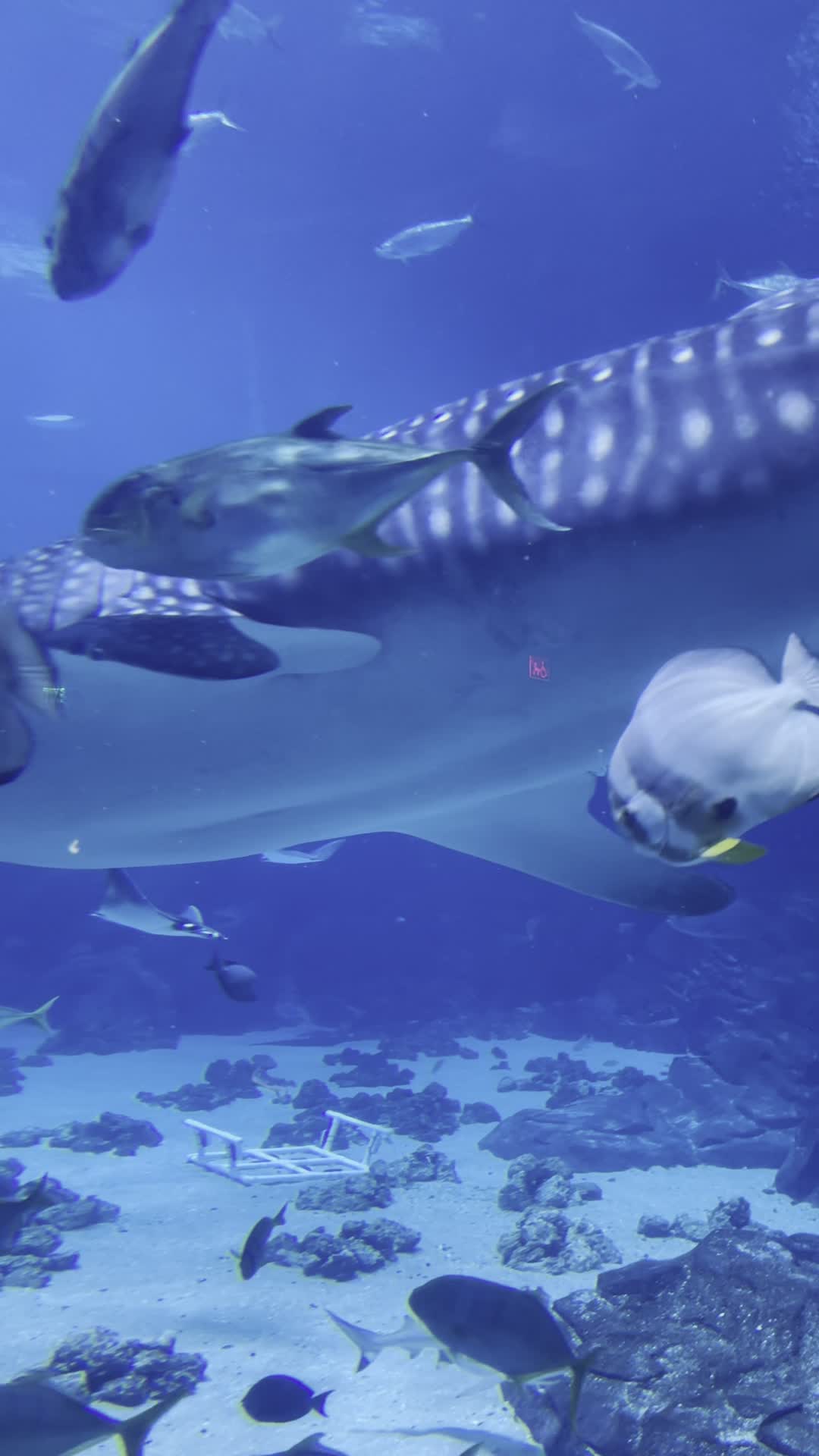 Video review of Georgia Aquarium