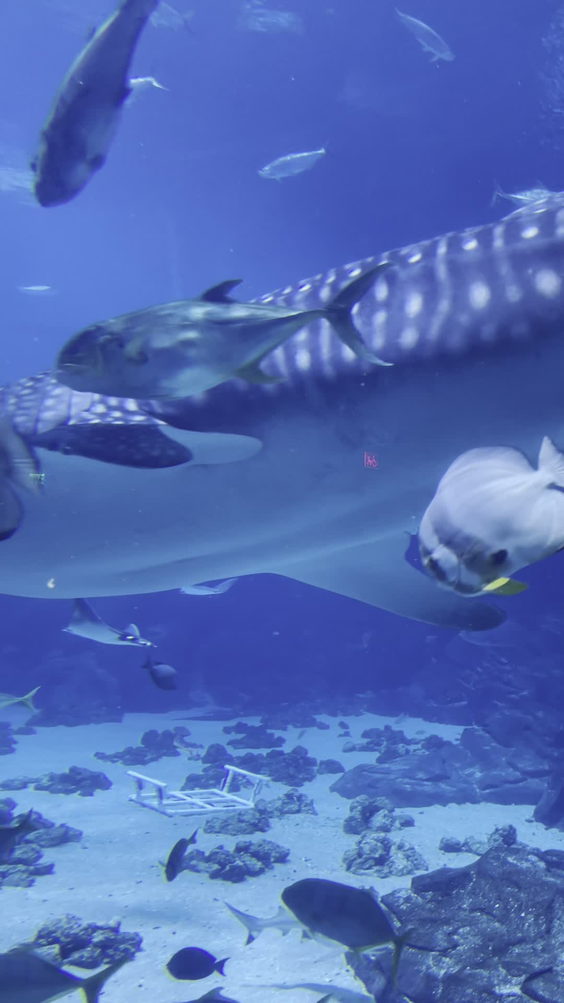 Georgia Aquarium