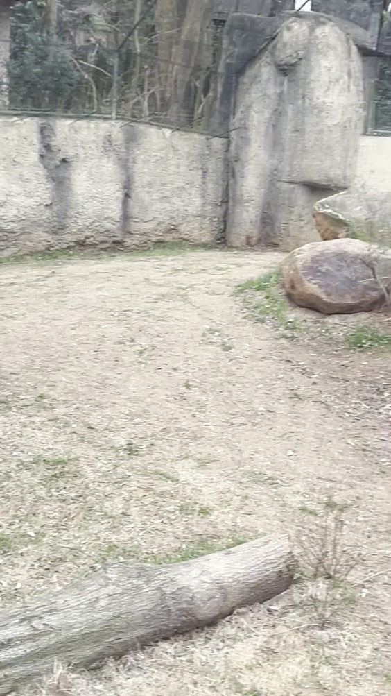 Lion Exhibit