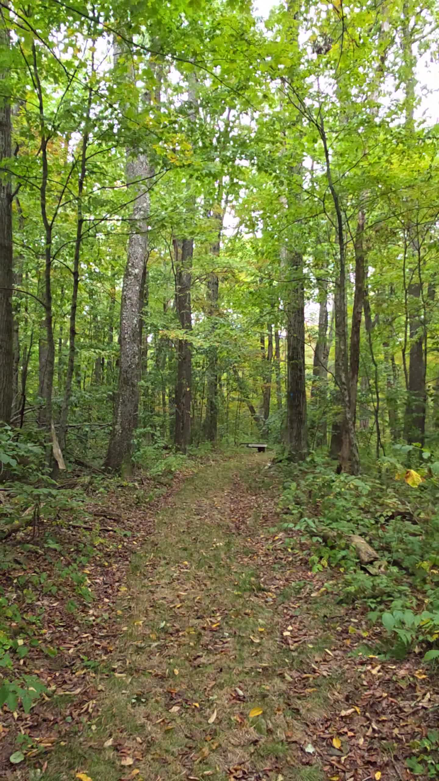 Pettus Hill Preserve